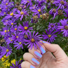 ILNP Flower Child (автор - Reddanger)