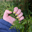 Grattol Thistlewit (автор - Ирина С.)